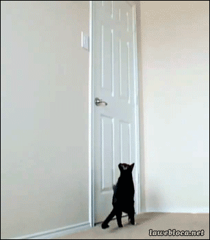 http://abenchaalors.fr/wp-content/uploads/2015/07/toutouchat-ouverture-porte.gif?w=1400